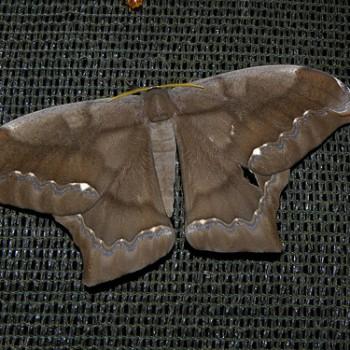 Arsenura batesii