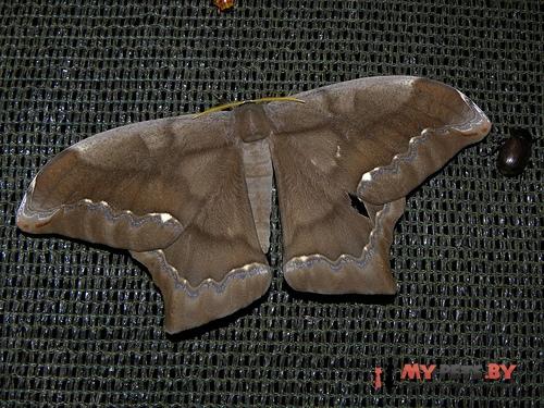 Arsenura batesii