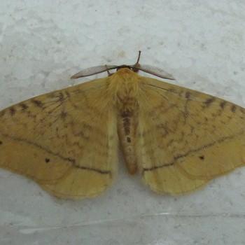 Eupterote fabia