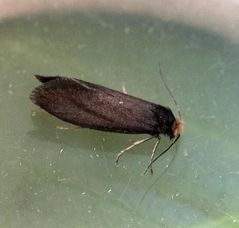 Lampronia fuscatella