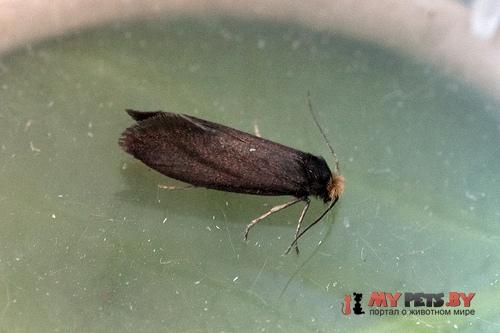 Lampronia fuscatella