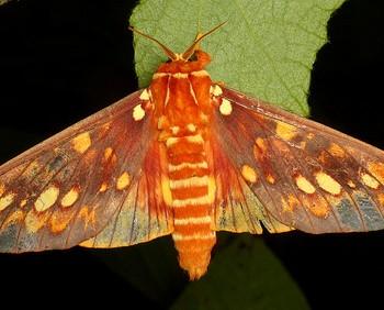 Citheronia andina