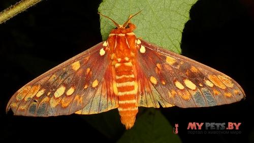 Citheronia andina
