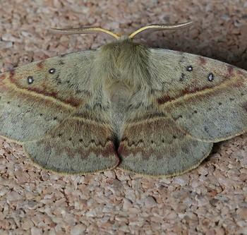 Anthela acuta