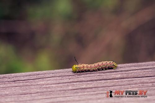 Anisota virginiensis
