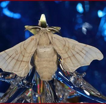 Bombyx mori