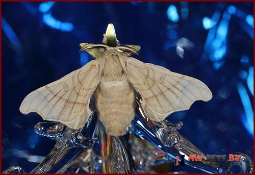 Bombyx mori