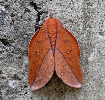Adeloneivaia boisduvali