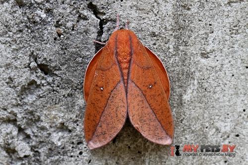Adeloneivaia boisduvali