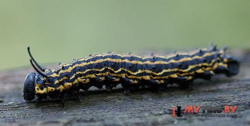 Anisota senatoria