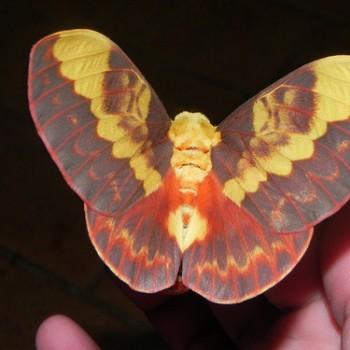 Citheronia laocoon