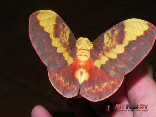 Citheronia laocoon