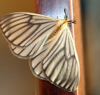Hibrildes norax