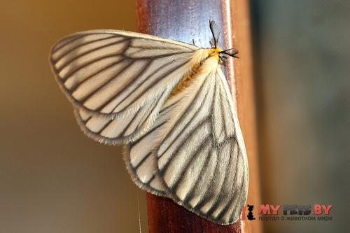 Hibrildes norax