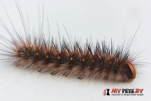 Anthela acuta
