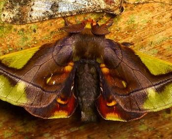 Epia muscosa