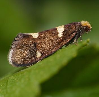 Lampronia capitella