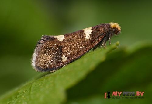 Lampronia capitella