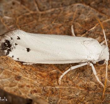 Tegeticula maculata