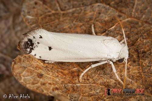 Tegeticula maculata