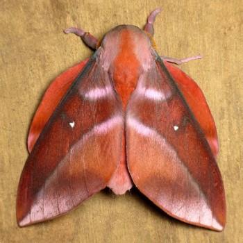 Othorene purpurascens