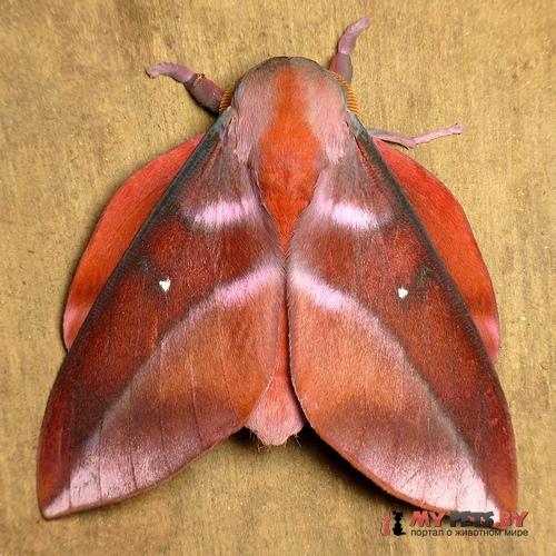 Othorene purpurascens