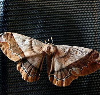 Arsenura polyodonta