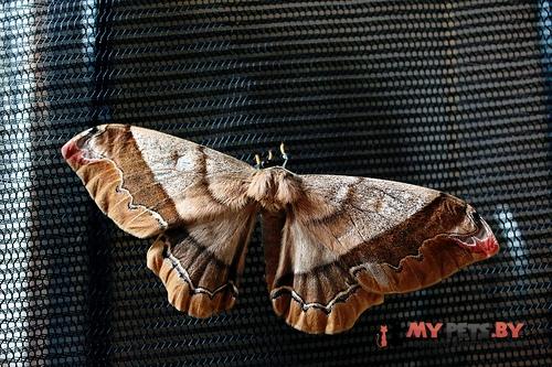 Arsenura polyodonta