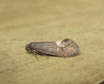 Lampronia morosa