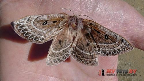 Anthela oressarcha