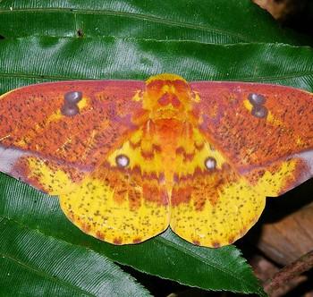 Eacles ormondei