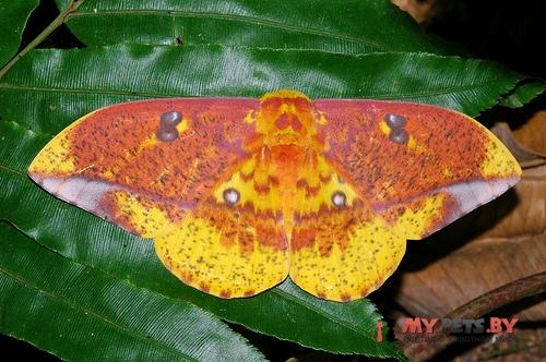 Eacles ormondei
