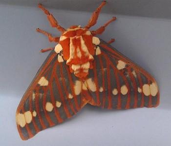 Citheronia regalis