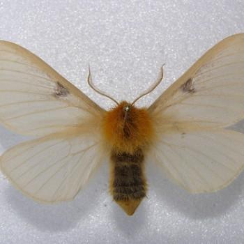 Lemonia strigata