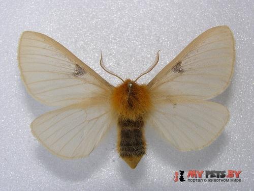 Lemonia strigata