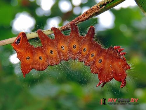 Eacles imperialis