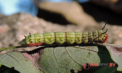 Dryocampa rubicunda