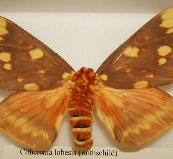Citheronia lobesis