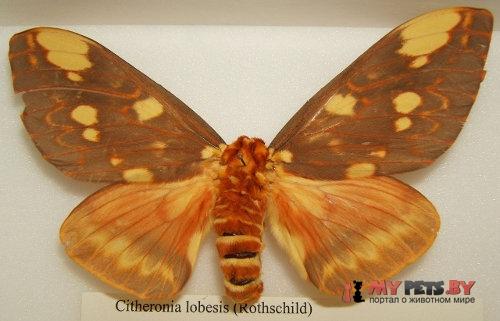Citheronia lobesis