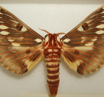 Citheronia splendens