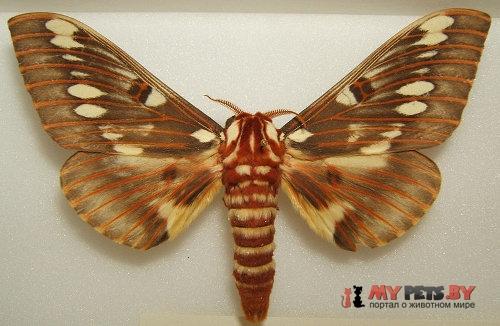 Citheronia splendens