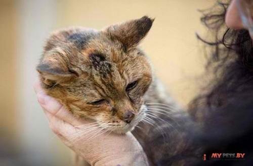 старая кошка