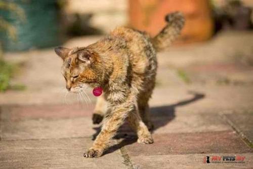 старая кошка