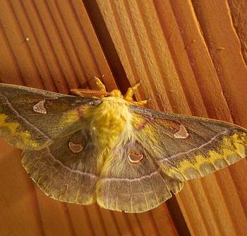Rhodinia jankowskii