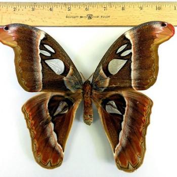 Attacus caesar