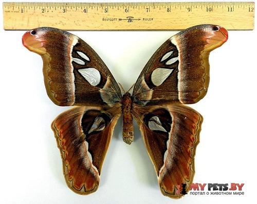 Attacus caesar