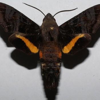 Aellopos ceculus