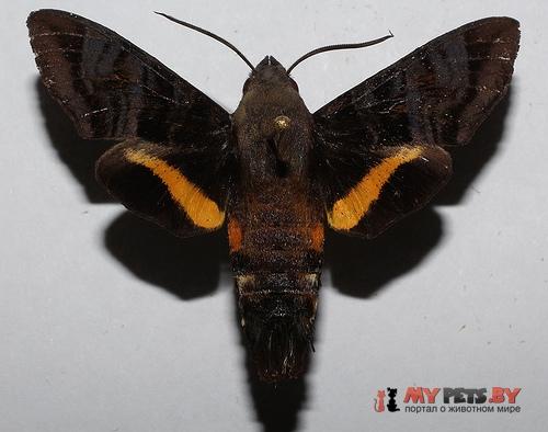 Aellopos ceculus