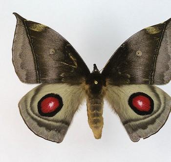 Gamelia musta
