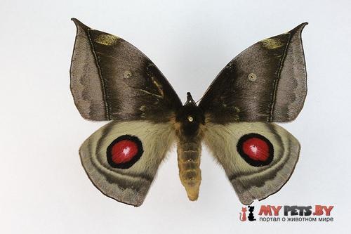 Gamelia musta